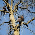 elagage arbres sarl lefevre dans le 78