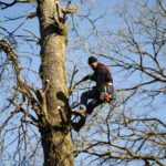 elagage-arbres-5