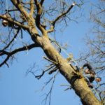 elagage arbres sarl lefevre 78
